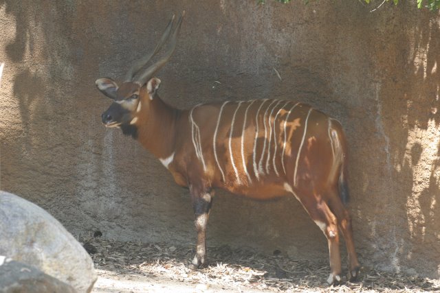At Los Angeles Zoo
(Click on the picture for the full-size version)
