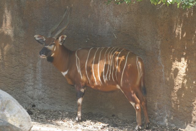 At Los Angeles Zoo
(Click on the picture for the full-size version)