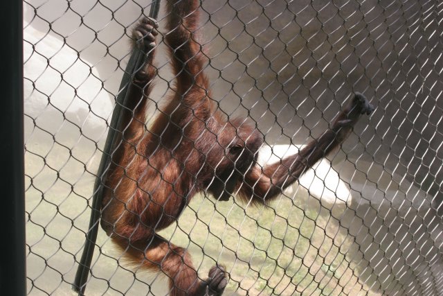 At Los Angeles Zoo
(Click on the picture for the full-size version)