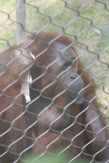 At Los Angeles Zoo
(Click on the picture for the full-size version)