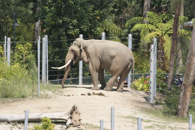 At Los Angeles Zoo
(Click on the picture for the full-size version)