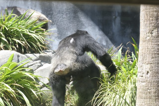 At Los Angeles Zoo
(Click on the picture for the full-size version)