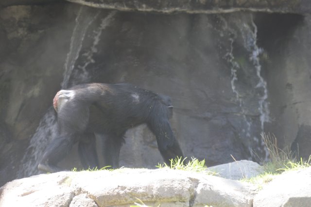 At Los Angeles Zoo
(Click on the picture for the full-size version)
