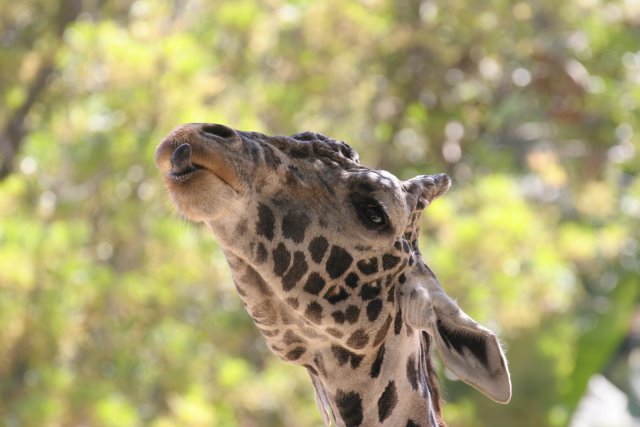 At Los Angeles Zoo
(Click on the picture for the full-size version)