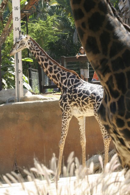 At Los Angeles Zoo
(Click on the picture for the full-size version)