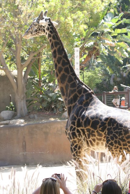 At Los Angeles Zoo
(Click on the picture for the full-size version)