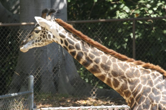 At Los Angeles Zoo
(Click on the picture for the full-size version)