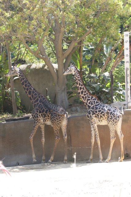 At Los Angeles Zoo
(Click on the picture for the full-size version)