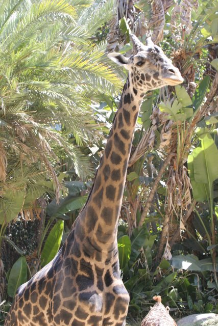 At Los Angeles Zoo
(Click on the picture for the full-size version)