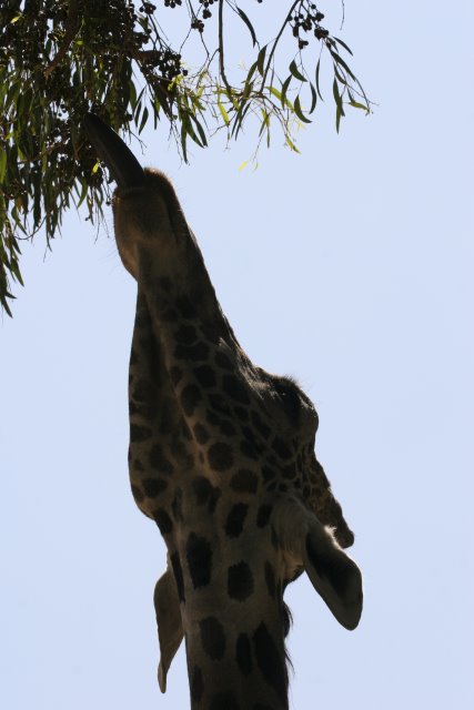 At Los Angeles Zoo
(Click on the picture for the full-size version)