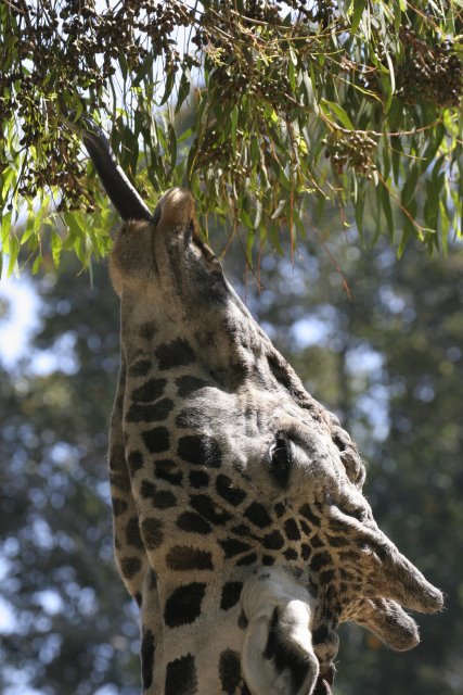 At Los Angeles Zoo
(Click on the picture for the full-size version)