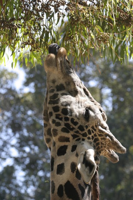 At Los Angeles Zoo
(Click on the picture for the full-size version)