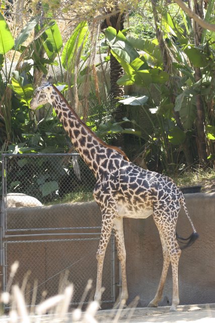 At Los Angeles Zoo
(Click on the picture for the full-size version)