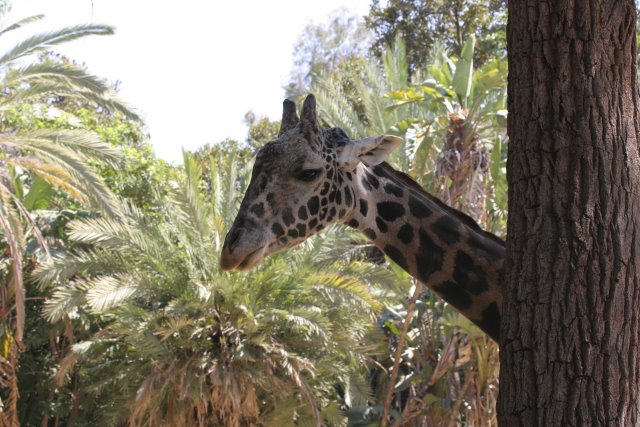 At Los Angeles Zoo
(Click on the picture for the full-size version)
