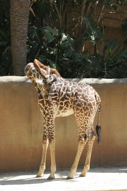 At Los Angeles Zoo
(Click on the picture for the full-size version)