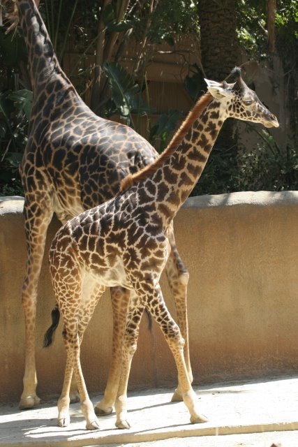 At Los Angeles Zoo
(Click on the picture for the full-size version)