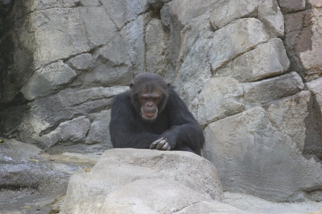 At Los Angeles Zoo
(Click on the picture for the full-size version)