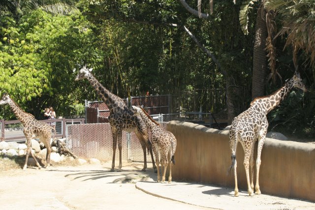 At Los Angeles Zoo
(Click on the picture for the full-size version)