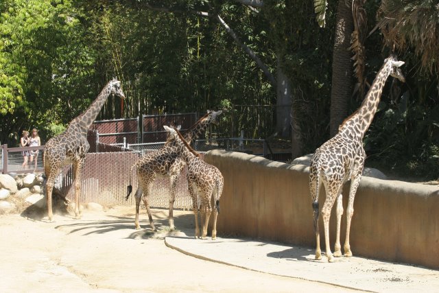 At Los Angeles Zoo
(Click on the picture for the full-size version)