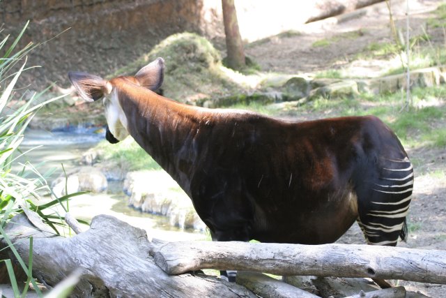 At Los Angeles Zoo
(Click on the picture for the full-size version)