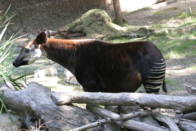 At Los Angeles Zoo
(Click on the picture for the full-size version)