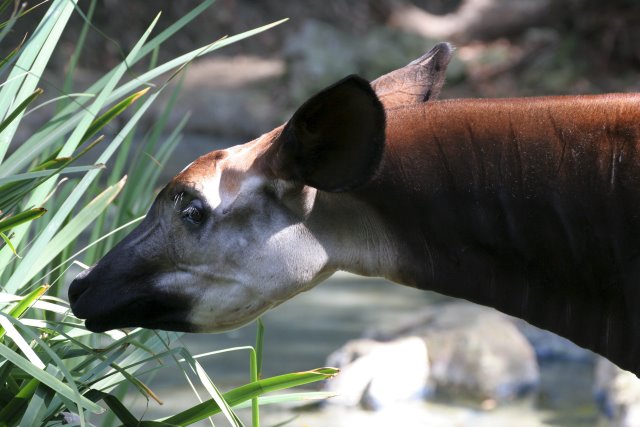 At Los Angeles Zoo
(Click on the picture for the full-size version)