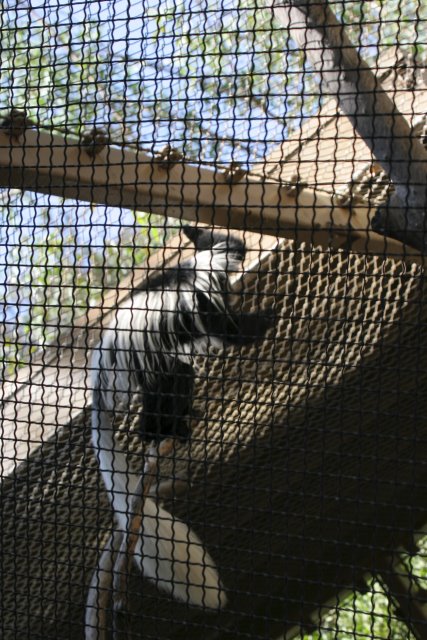 At Los Angeles Zoo
(Click on the picture for the full-size version)