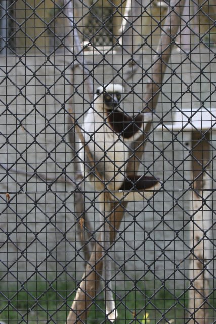 At Los Angeles Zoo
(Click on the picture for the full-size version)