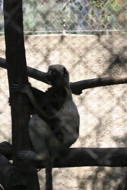 At Los Angeles Zoo
(Click on the picture for the full-size version)