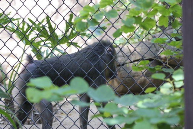 At Los Angeles Zoo
(Click on the picture for the full-size version)