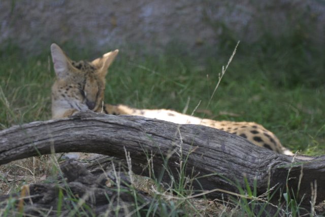 At Los Angeles Zoo
(Click on the picture for the full-size version)