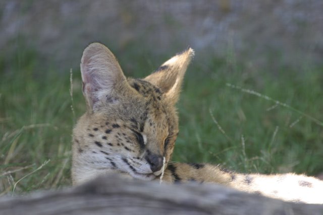 At Los Angeles Zoo
(Click on the picture for the full-size version)