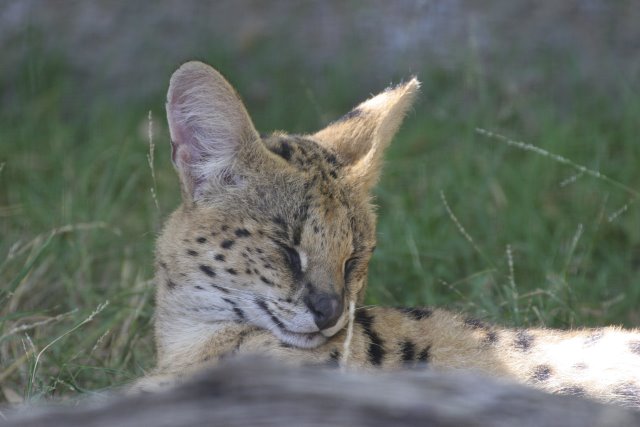 At Los Angeles Zoo
(Click on the picture for the full-size version)