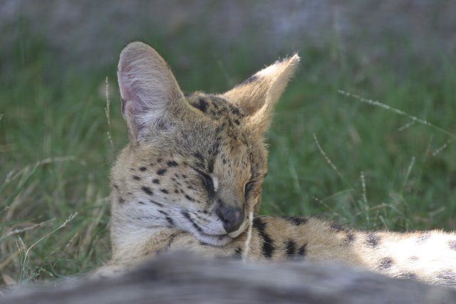 At Los Angeles Zoo
(Click on the picture for the full-size version)