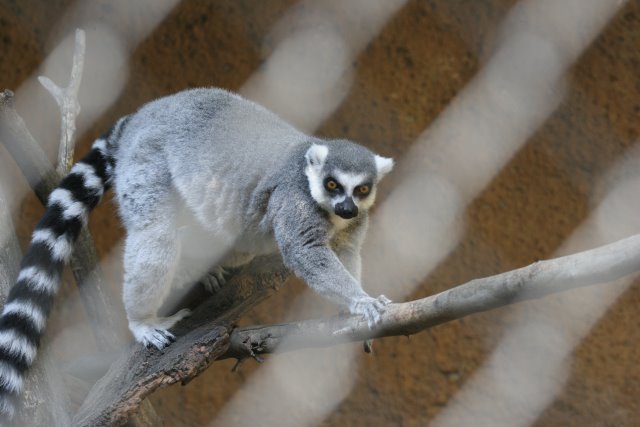 At Los Angeles Zoo
(Click on the picture for the full-size version)