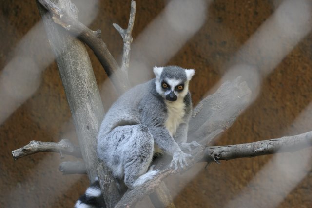 At Los Angeles Zoo
(Click on the picture for the full-size version)
