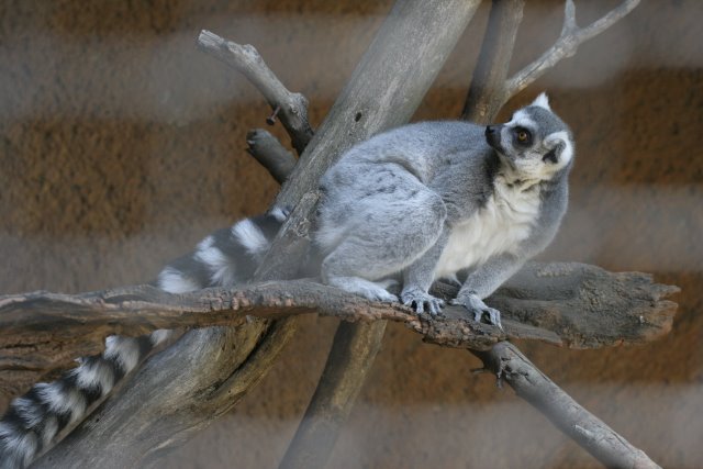 At Los Angeles Zoo
(Click on the picture for the full-size version)