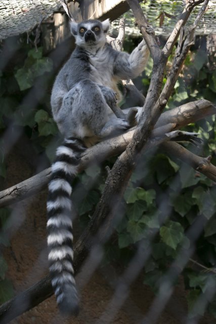 At Los Angeles Zoo
(Click on the picture for the full-size version)