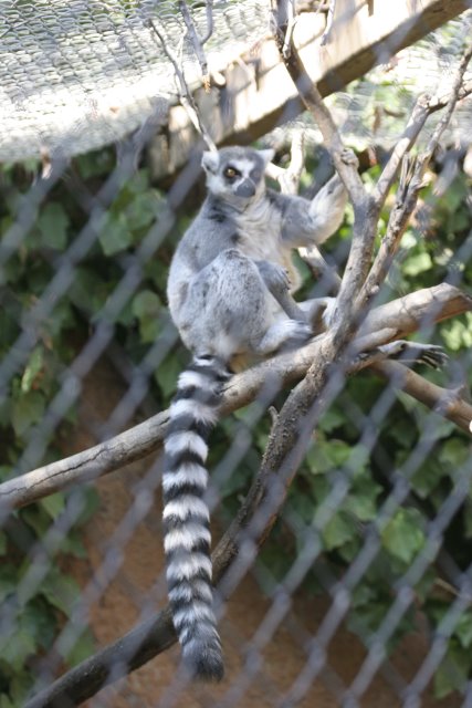 At Los Angeles Zoo
(Click on the picture for the full-size version)
