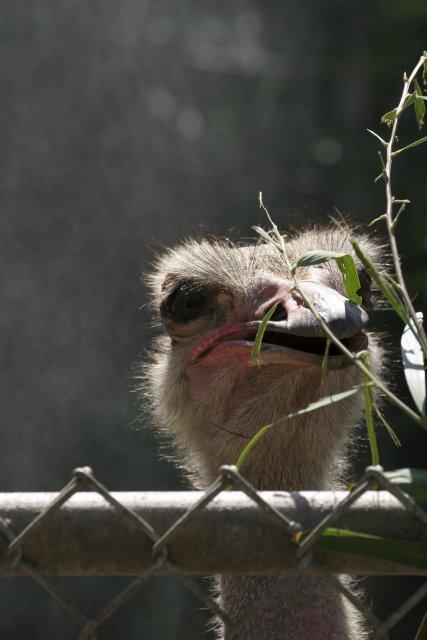 At Los Angeles Zoo
(Click on the picture for the full-size version)
