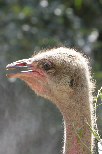 At Los Angeles Zoo
(Click on the picture for the full-size version)
