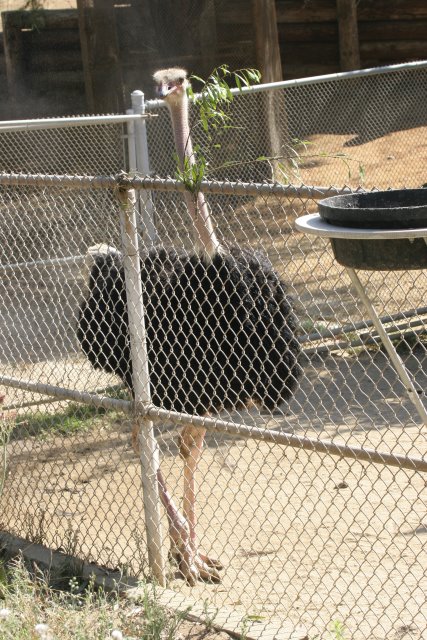 At Los Angeles Zoo
(Click on the picture for the full-size version)