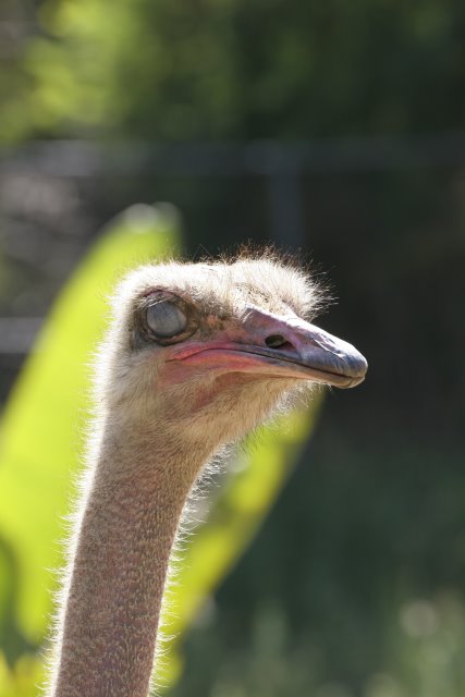 At Los Angeles Zoo
(Click on the picture for the full-size version)