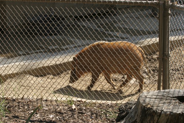 At Los Angeles Zoo
(Click on the picture for the full-size version)