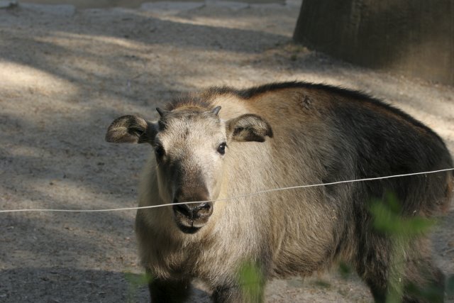 At Los Angeles Zoo
(Click on the picture for the full-size version)