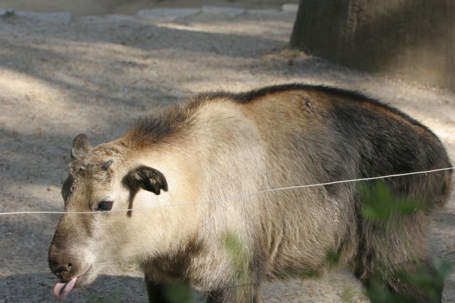At Los Angeles Zoo
(Click on the picture for the full-size version)