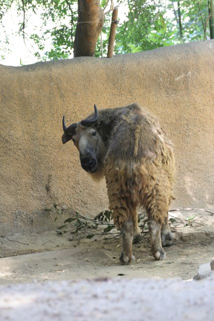 At Los Angeles Zoo
(Click on the picture for the full-size version)