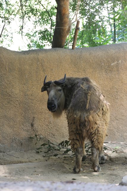 At Los Angeles Zoo
(Click on the picture for the full-size version)