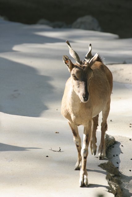 At Los Angeles Zoo
(Click on the picture for the full-size version)