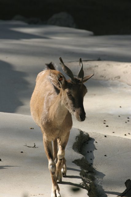 At Los Angeles Zoo
(Click on the picture for the full-size version)